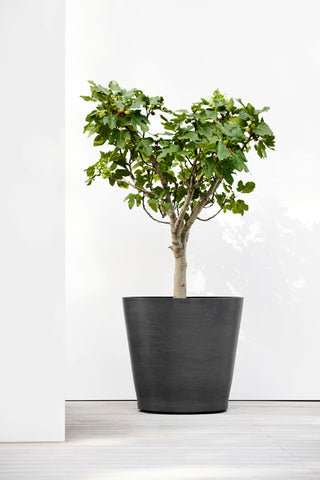 5413724310563_90-Amsterdam-Wheels-80-Dark-Grey