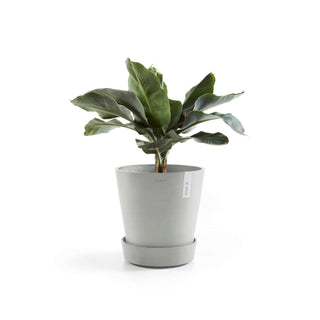 5413724313632_03-Saucer-Wheels-50-White-Grey