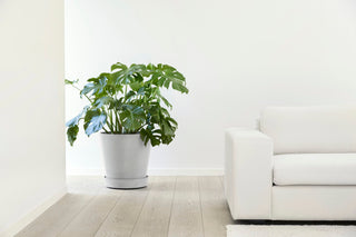 5413724313632_90-Saucer-Wheels-50-White-Grey