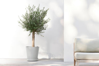 5413724313632_91-Saucer-Wheels-50-White-Grey