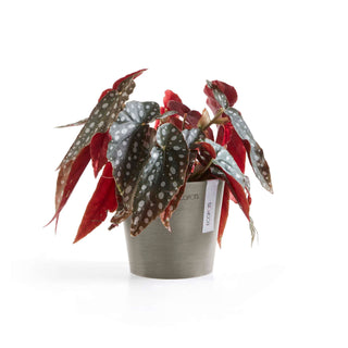 5413724315001_02-Amsterdam-13-Taupe