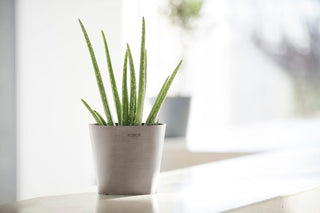 5413724315025_91-Amsterdam-17-Taupe