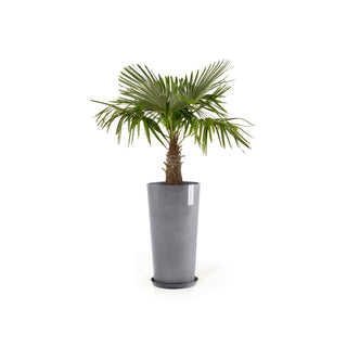 5413724316275_12-Amsterdam-Mid-High-66-Grey