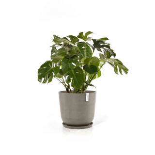 5413724316862_12-Oslo-55-Taupe