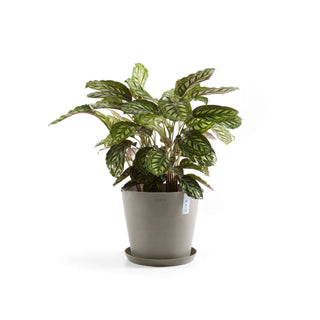 5413724317906_13-Amsterdam-40-Water-Reservoir-Taupe