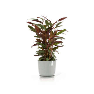 5413724318118_11-Oslo-35-Water-Reservoir-White-Grey