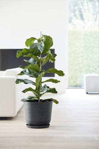 5413724318132_93-Oslo-35-Water-Reservoir-Dark-Grey