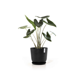 5413724318194_13-Oslo-45-Water-Reservoir-Dark-Grey