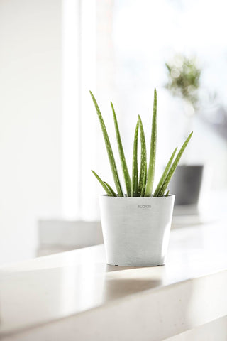 5413724325314_90-Amsterdam-17-Pure-White