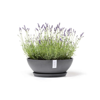 5413724325666_12-Vienna-50-Grey