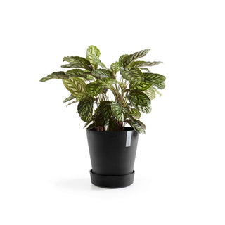 5413724326465_04-Saucer-Wheels-30-Dark-Grey