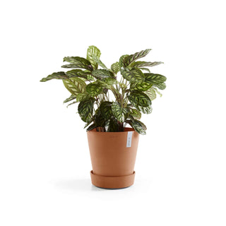 5413724326519_04-Saucer-Wheels-30-Terra