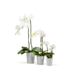 5413724326847_41-Morinda-17-White-Grey