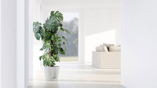 5413724329411_90-Venice-2-30-Pure-White