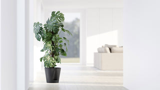 5413724329503_90-Venice-2-30-Dark-Grey