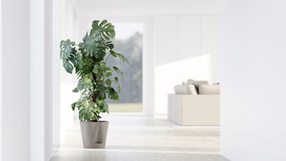 5413724329534_90-Venice-2-30-Taupe