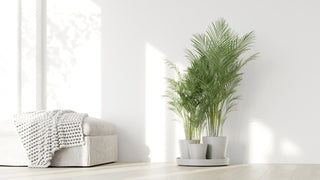 5413724329619_90-Dubai-Pure-White