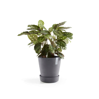 5413724330226_04-Saucer-Wheels-60-Grey