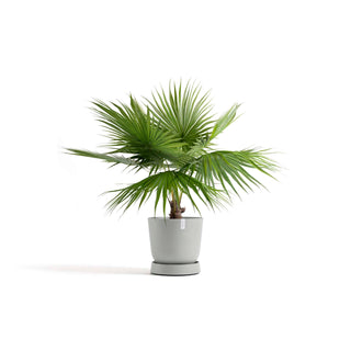 5413724330301_11-Saucer-Wheels-Oslo-55-White-Grey