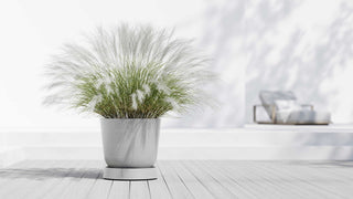 5413724330301_90-Saucer-Wheels-Oslo-55-White-Grey