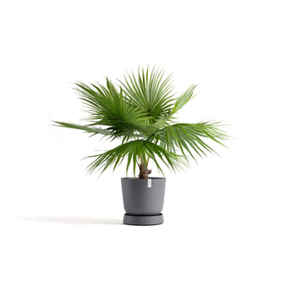 5413724330332_11-Saucer-Wheels-Oslo-55-Grey