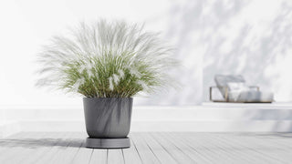 5413724330332_90-Saucer-Wheels-Oslo-55-Grey