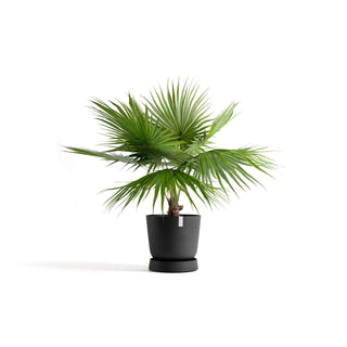 5413724330363_11-Saucer-Wheels-Oslo-55-Dark-Grey