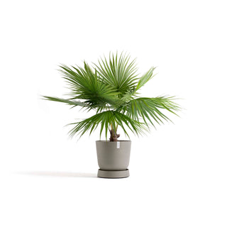 5413724330394_11-Saucer-Wheels-Oslo-55-Taupe