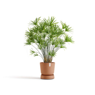 5413724330400_11-Saucer-Wheels-Oslo-35-Terra