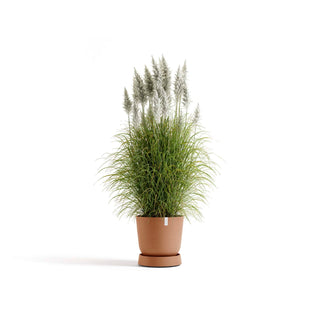 5413724330417_11-Saucer-Wheels-Oslo-45-Terra