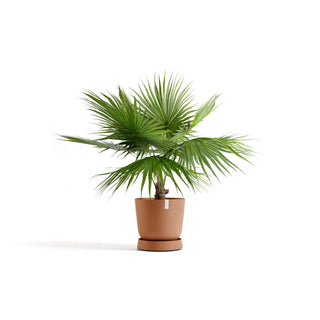 5413724330424_11-Saucer-Wheels-Oslo-55-Terra