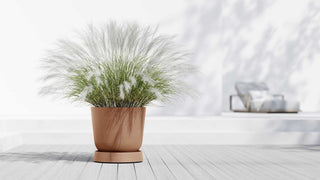 5413724330424_90-Saucer-Wheels-Oslo-55-Terra