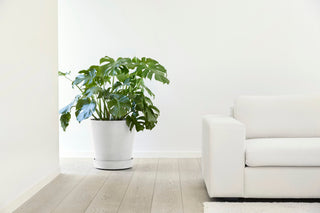 5413724332893_90-Saucer-Wheels-50-Pure-White