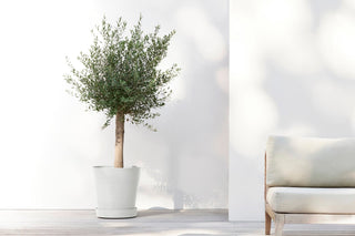 5413724332893_91-Saucer-Wheels-50-Pure-White