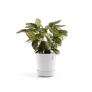 5413724332909_04-Saucer-Wheels-60-Pure-White