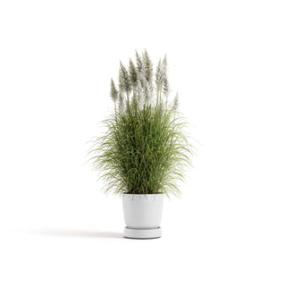 5413724332916_11-Saucer-Wheels-Oslo-45-Pure-White