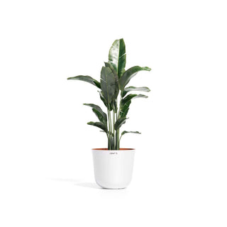 Bolin terracotta potte i pearl med grønn plante.
