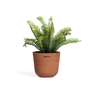 Bolin terracotta potte i sepia med grønn plante.