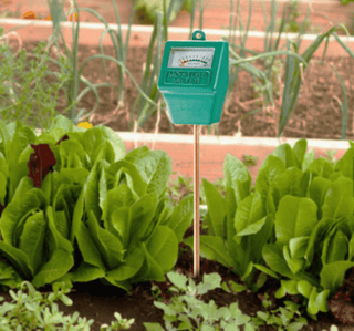 Firkantet fuktmåler i bruk i en grønnsakshage.