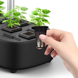 I kassen kan man dyrke urter, minitomater, jorbær, salater osv