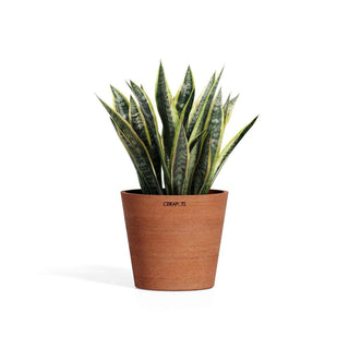 Onkun terracotta potte med grønn plante.