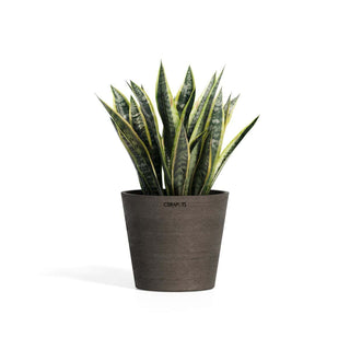 Onkun terracotta potte i fargen antique med grønn plante.