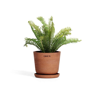 Cerapots underfat i fargen sepia med potte og plante.